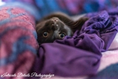 Intricate Details Photography Animals-1