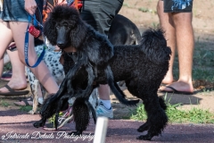 Intricate-Details-Photography-Pets-4